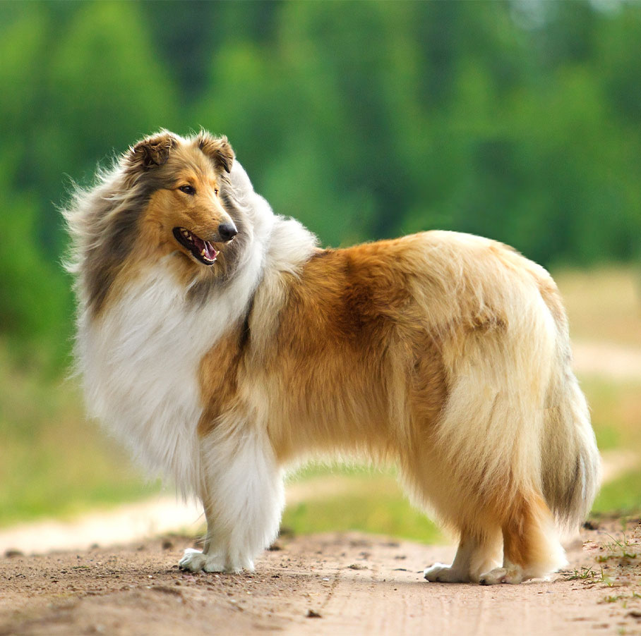 hondengeur verwijderen met azijn