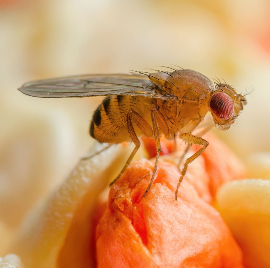 fruitvliegjes weg met azijn