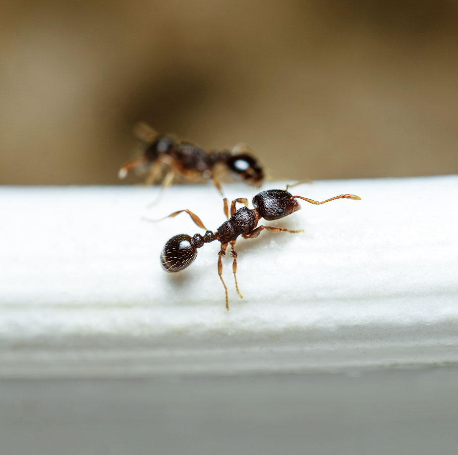 mieren verjagen met azijn